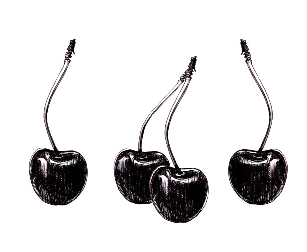 白色背景上的樱桃浆果。圆珠笔图形插图。图片下载