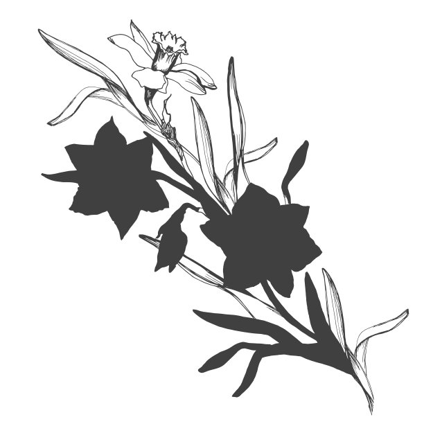 植物花束手绘水仙花，水仙孤立在白色图片下载