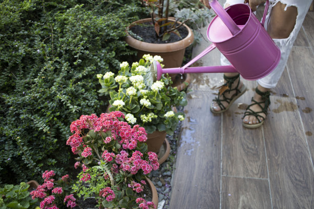 一位穿着白色连衣裙的年轻女子正在用粉红色的水桶在花园里浇花图片下载