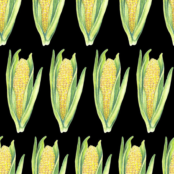 无缝模式的玉米芯与叶片在黑色的背景。生态蔬菜植物。FShop设计，健康生活方式，包装，纺织。手绘水彩插图。植物现实的艺术。图片下载