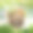 木制横幅与圣诞冷杉树枝。图片下载