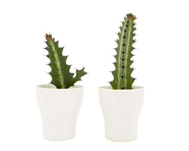 仙人掌在盆中白色。剪切路径图片下载