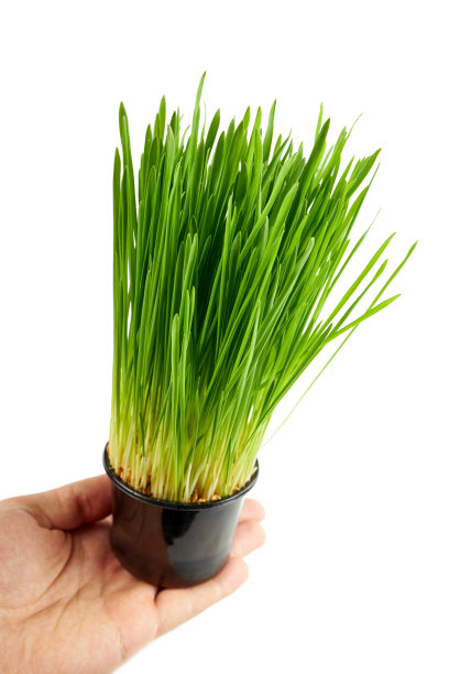 新鲜的麦草手孤立在白色的背景。麦草排毒药物和保健。绿色的小麦发芽了。吃的宠物。图片下载