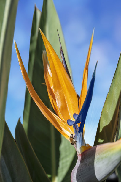 天堂鸟花(Strelitzia Reginae)和一只蜜蜂在中心。图片下载