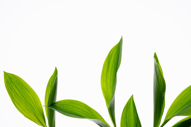 白色的花，山谷中的百合，孤立在白色的背景上图片下载