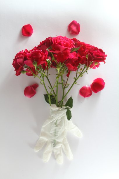 白色背景上的红玫瑰和白色乳胶手套图片下载