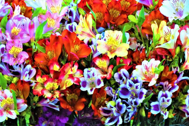 花束(秘鲁百合或印加百合)×图片下载