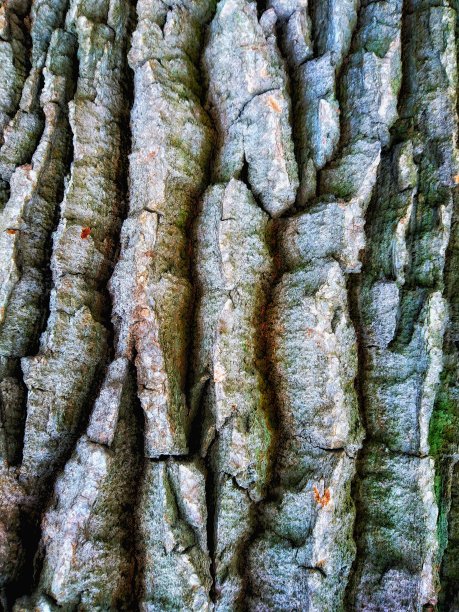 树皮的纹理有很深的裂缝图片下载