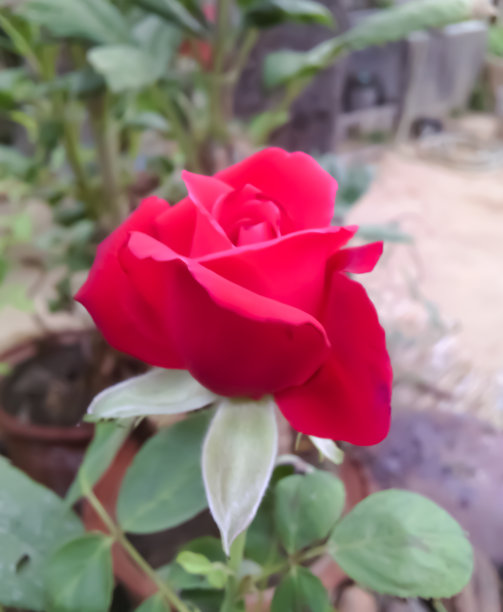 我花园里的红玫瑰。图片下载