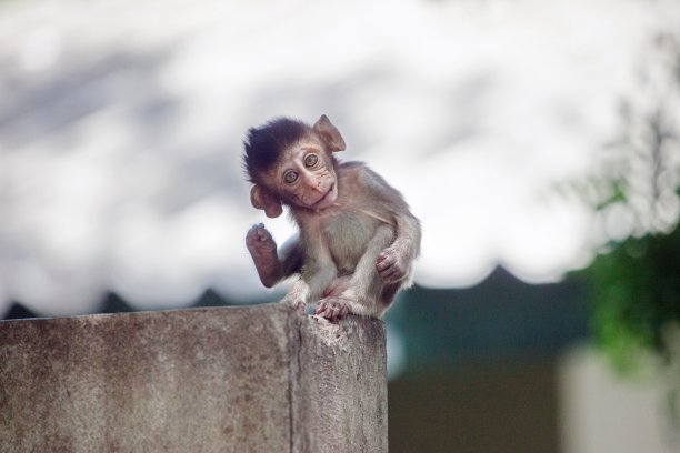可爱的猴子图片下载