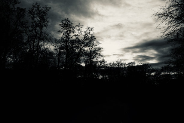 在德国柏林的一个公园里，黑色树木的剪影图片下载