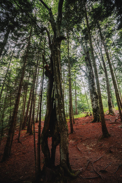走在森林深处图片下载