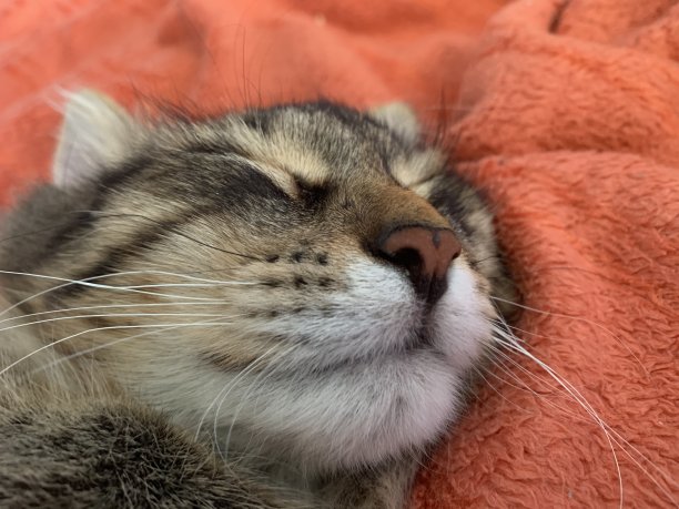 可爱的猫的肖像图片下载