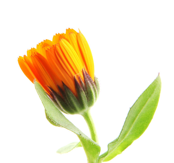 万寿菊-金盏菊素材图片