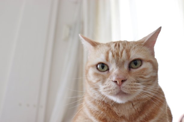 可爱的猫，耳朵是谨慎的。图片下载