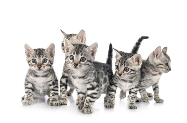 孟加拉猫图片下载