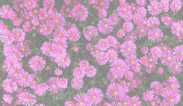 宽大的春花图片下载