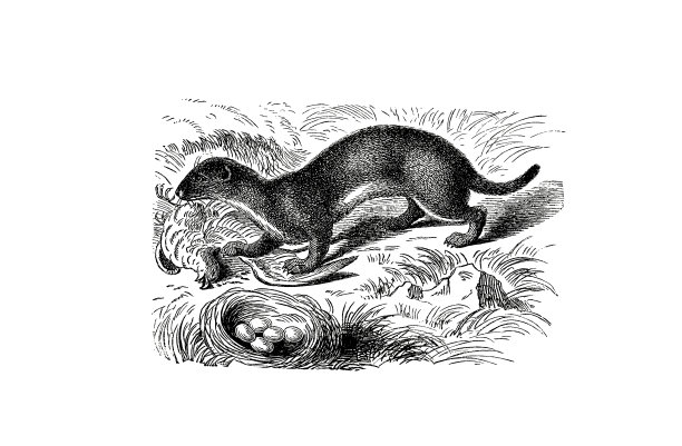 1890年流行百科全书中貂的插图图片下载