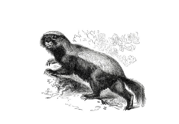 1890年流行百科全书中的拉特尔插图图片下载