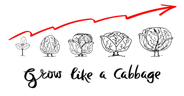 卷心菜生长过程概念红皮书。矢量插图涂鸦在白色背景，孤立的切割对象和字母图片下载