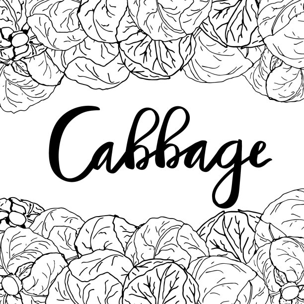 白白菜，绿白菜头物体。矢量插图黑白涂鸦在白色背景，孤立的切割对象和字母图片下载