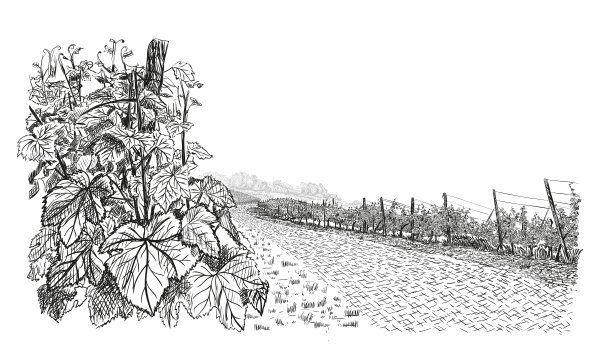 葡萄园景观与近距离的葡萄灌木丛在第一计划和石路在中心。矢量插图素描风格孤立在白色背景图片下载