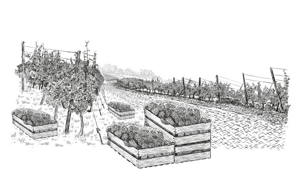 葡萄园的景观与葡萄在木盒子周围和种植园。矢量插图素描风格孤立在白色背景图片下载