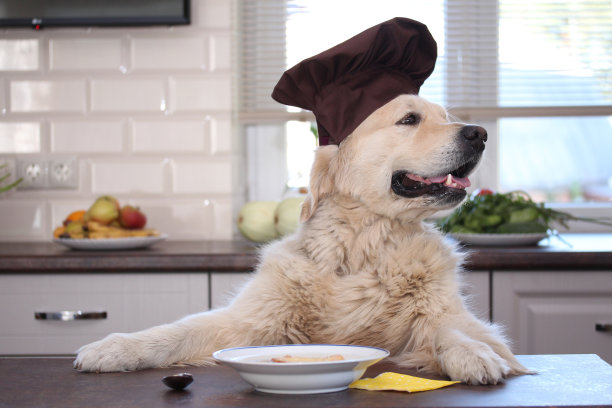 金毛猎犬与一盘汤和烤奶酪面包。图片下载