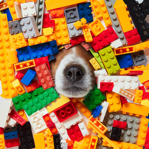 狗和构造函数图片下载