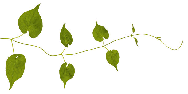 攀缘植物，孤立在白色背景上。图片下载