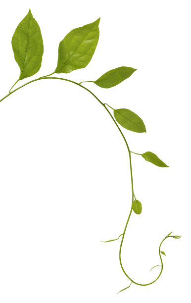 攀缘植物，孤立在白色背景上。图片下载