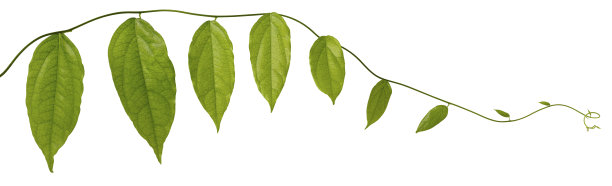 攀缘植物，孤立在白色与修剪路径。图片下载