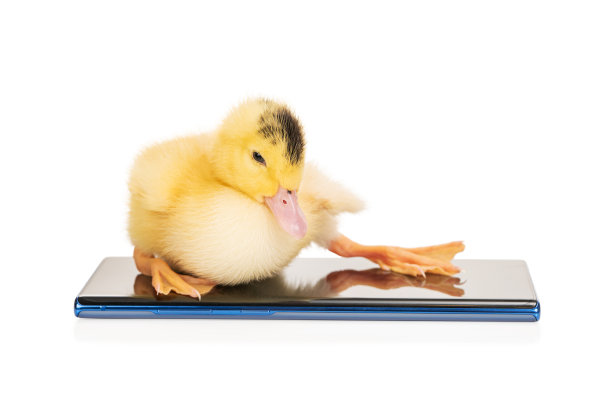 小鸭子在打电话图片下载