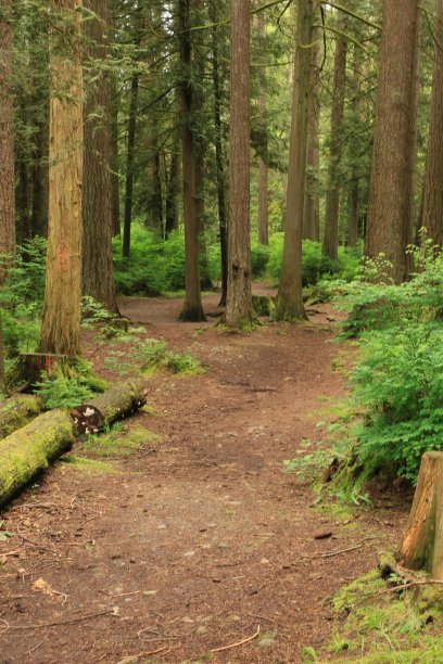 森林的小路图片下载