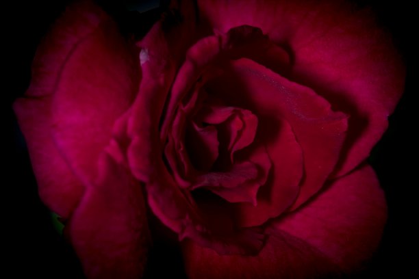 红玫瑰是爱情的象征图片下载