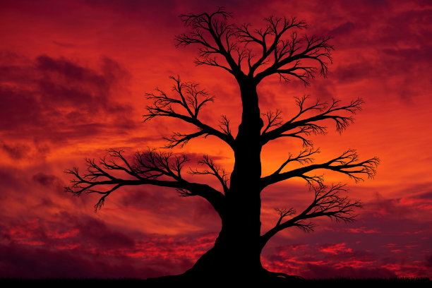 红色的夕阳和一棵老大树的剪影图片下载