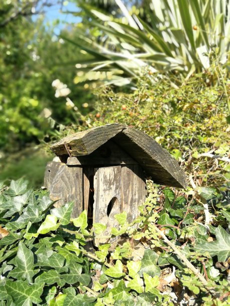 鸟回家图片下载