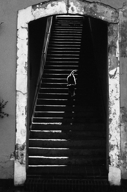 高对比度模拟照片。一只狗小跑着下楼梯。图片下载