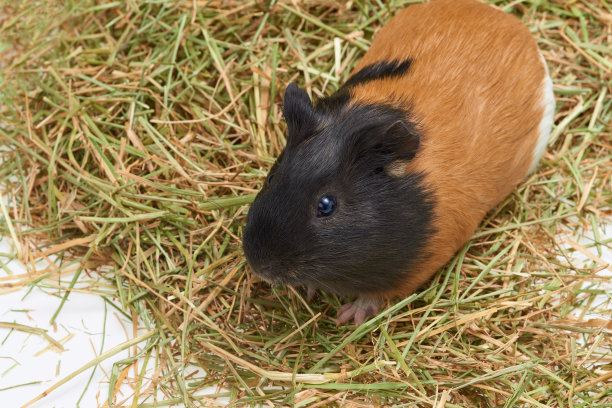 豚鼠豚鼠是一种很受欢迎的家庭宠物。图片下载