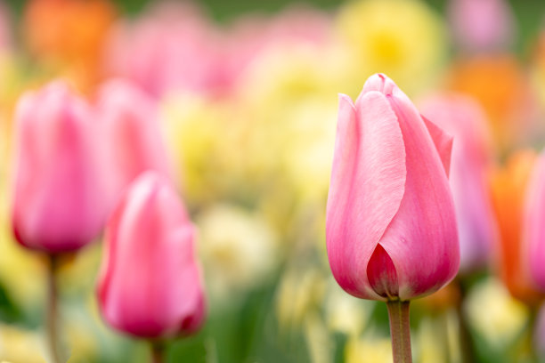 粉色郁金香图片下载