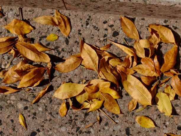 秋天的落叶图片下载