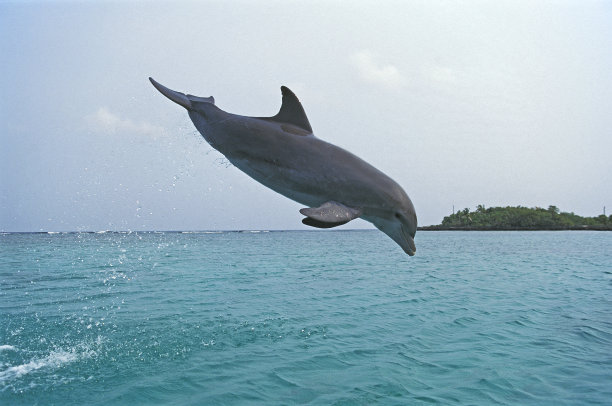 洪都拉斯，宽吻海豚、截鼻海豚、成年跃出水面图片下载