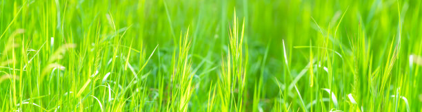 草地上的绿色背景在阳光下模糊，清新自然的特写全景图片下载