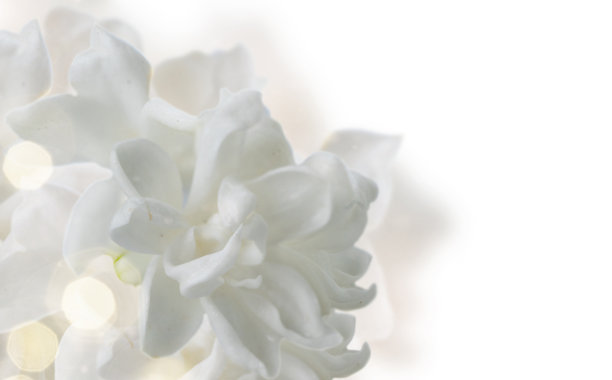 清新的淡紫色花朵图片下载