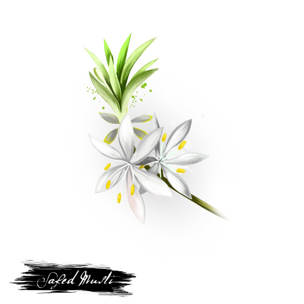 安全的Musli自然治疗性软弱和阳痿阿育吠陀草药数字艺术插图。有机健康spa植物广泛用于治疗、配制药物、天然用途图片下载