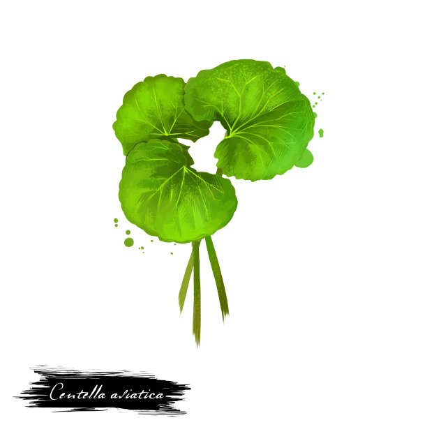 积雪草或印度Gotu kola阿育吠陀草药数字艺术插图与孤立。健康的有机温泉植物广泛用于治疗，制备药物的自然用途图片下载