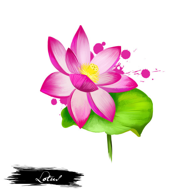 莲花或莲，印度草药，花。数字艺术插图与文本孤立。有机健康spa植物广泛用于治疗，用于配制天然药物图片下载