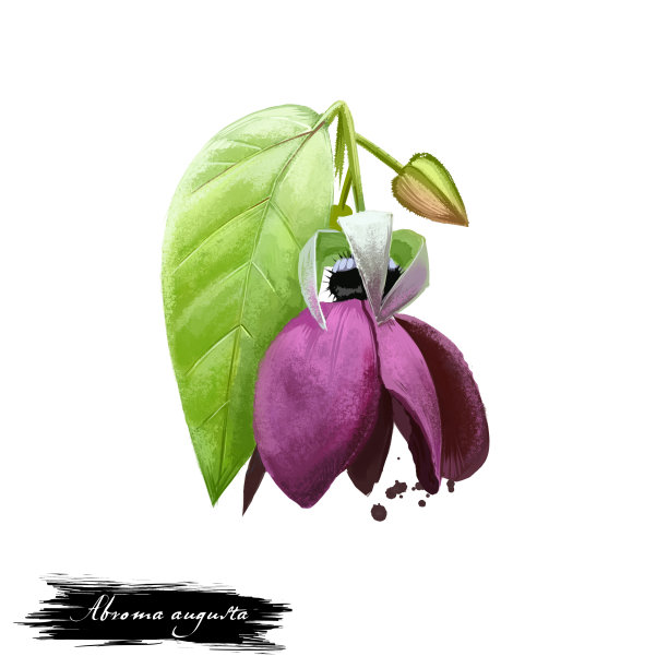 阿育吠陀草药，花，开花。数字艺术插图与文字孤立在白色。健康的有机温泉植物用于治疗，制备药物的自然用途图片下载