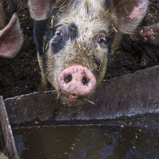 有趣的猪被关在猪圈里。农田的概念。图片下载