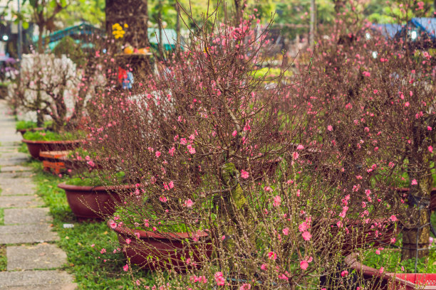 粉色开花的树庆祝越南新年。农历新年花卉市场。中国新年。春节图片下载